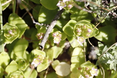 Crassula pellucida