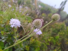 Scabiosa