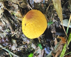 Leucocoprinus brunneoluteus