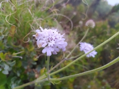 Scabiosa