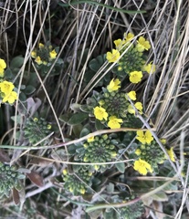 Alyssum montanum