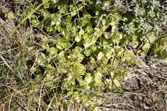 Crassula pellucida