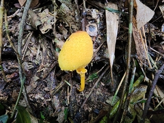 Leucocoprinus brunneoluteus