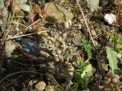 Sedum rubens