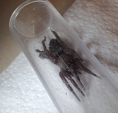 Scotophaeus scutulatus