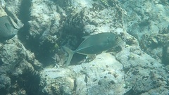 Caranx sexfasciatus