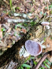 Auricularia nigricans