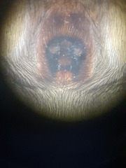 Scotophaeus scutulatus