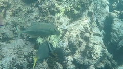 Caranx sexfasciatus