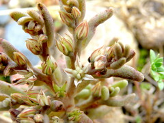 Sedum rubens