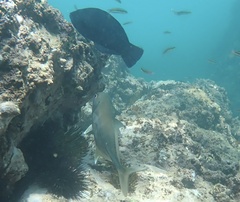 Caranx sexfasciatus