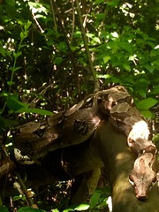 Boa constrictor