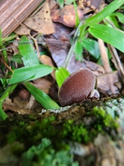 Auricularia nigricans