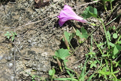 Ipomoea noctulifolia