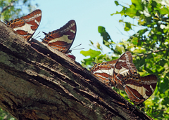 Charaxes clitarchus