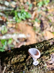Auricularia nigricans