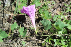 Ipomoea noctulifolia