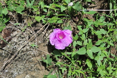 Ipomoea noctulifolia