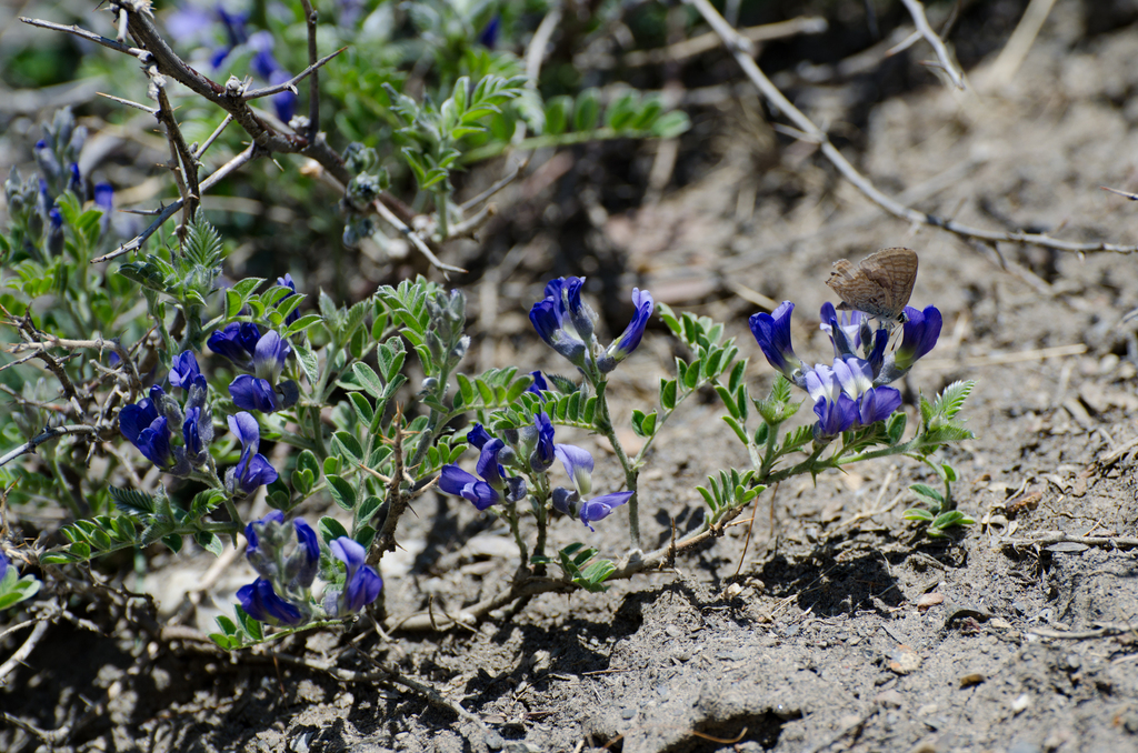 Sophora Moorcroftiana From Muktinath Nepal On April At Am By Ricardo