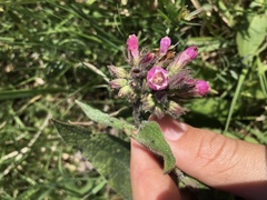 Symphytum officinale