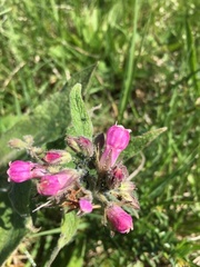 Symphytum officinale