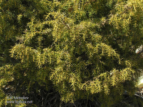 Paprastasis kadagys nuotrauka