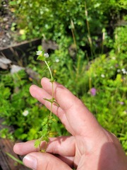 Euphrasia × vernalis