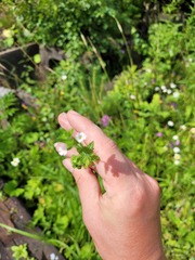 Euphrasia × vernalis