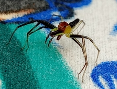 Lyssomanes antillanus