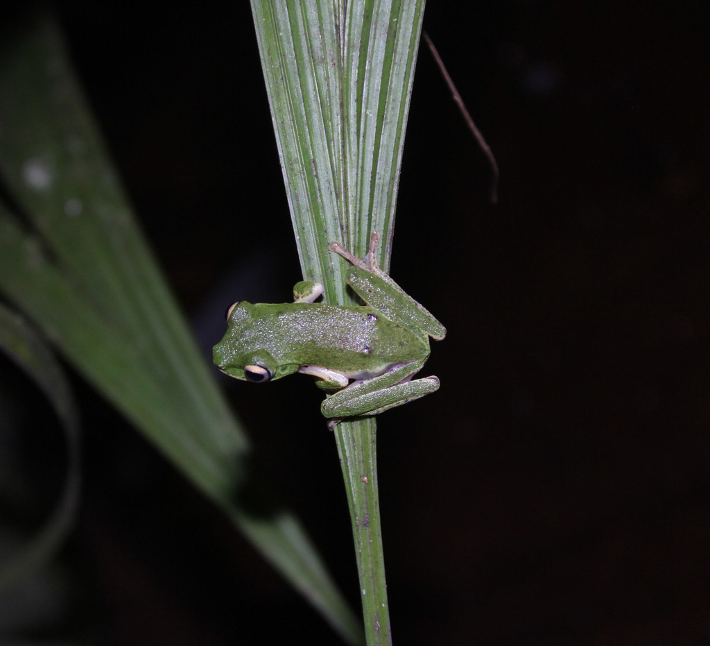 Celebes Flying Frog