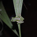 Rhacophorus edentulus - Photo (c) auniap, algunos derechos reservados (CC BY-NC)