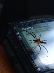 Lyssomanes antillanus