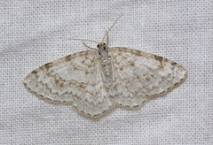 Hydrelia sylvata