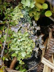 Podostictina jamesii