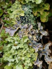 Podostictina jamesii