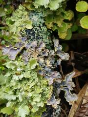 Podostictina jamesii