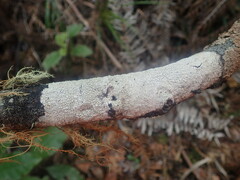 Coccotrema cucurbitula