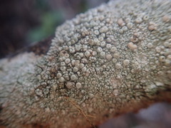 Coccotrema cucurbitula