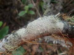 Coccotrema cucurbitula