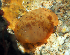 Dendrodoris fumata