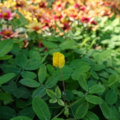 Arachis pintoi