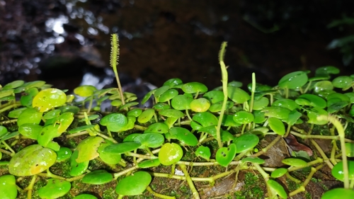Image of Peperomia serpens by (c) Guillaume Delaitre, some rights reserved (CC BY)