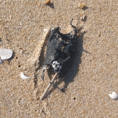 Rostroraja eglanteria