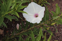 Ipomoea longifolia