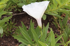 Ipomoea longifolia