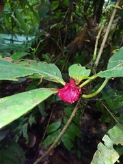 Drymonia coccinea