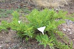 Ipomoea longifolia
