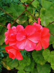Pelargonium × hybridum
