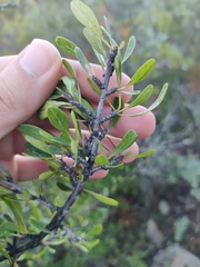 Rhamnus oleoides