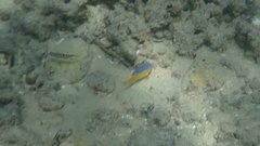 Stegastes flavilatus